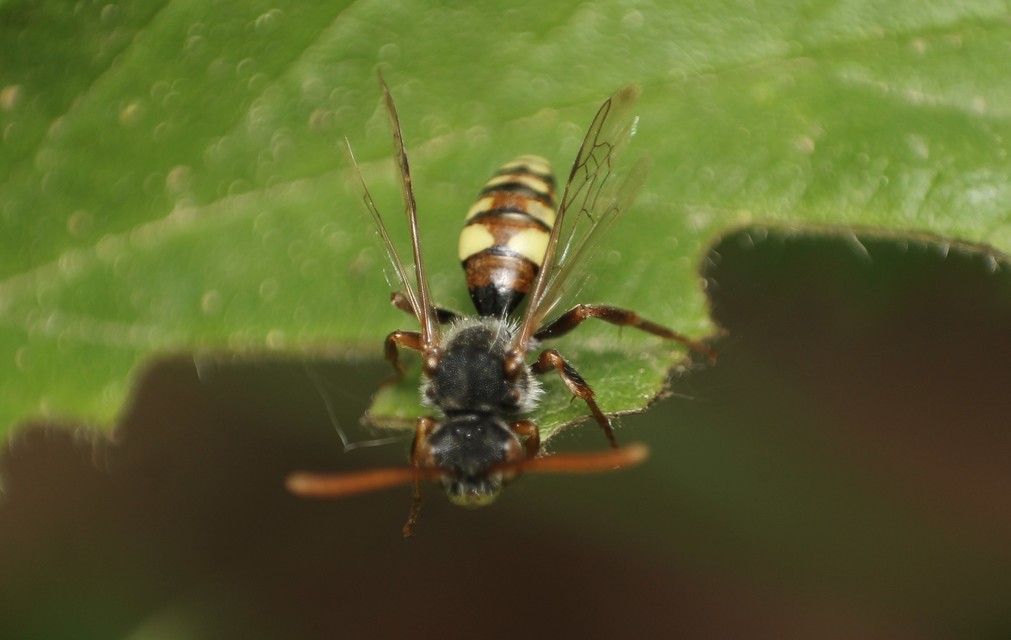 Nomada