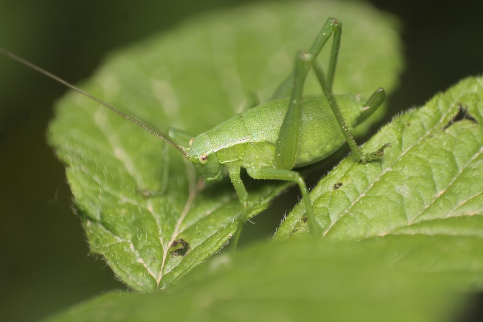 Isophya kraussii - erdei tarsza