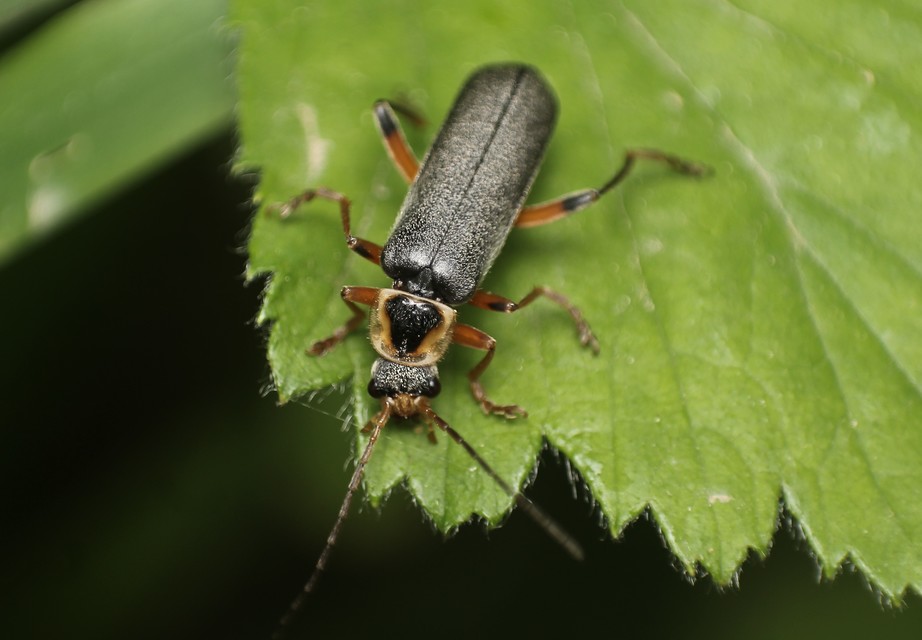 Cantharis nigricans - feketéllő lágybogár