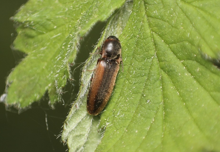 Dalopius marginatus - szegélyes pattanó