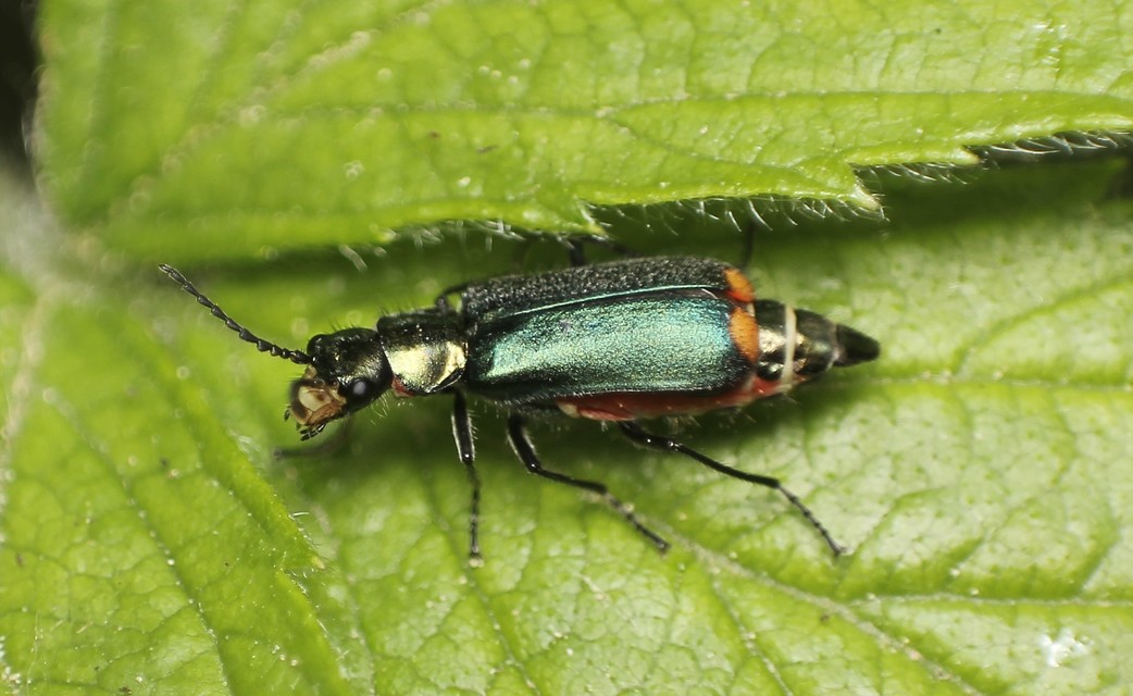 Malachius bipustulatus - kétfoltos bibircsesbogár
