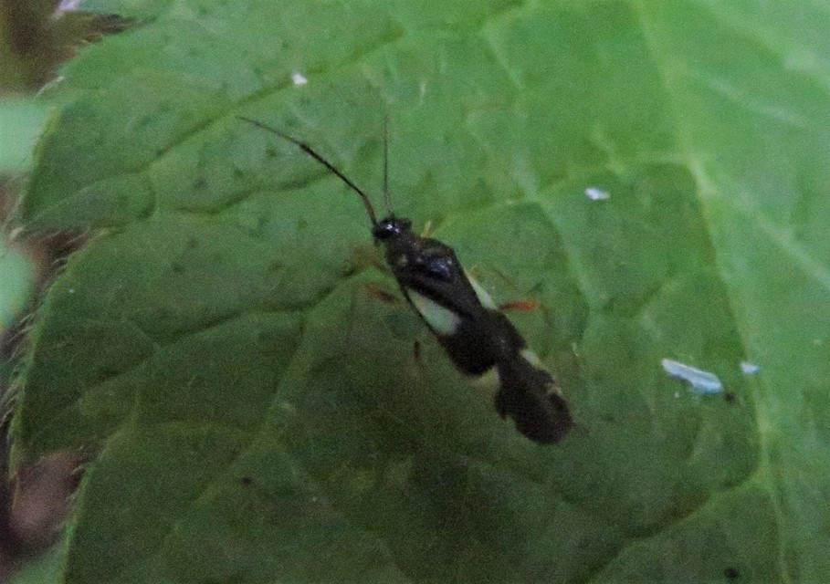 Dryophilocoris flavoquadrimaculatus - sárgafoltos mezeipoloska