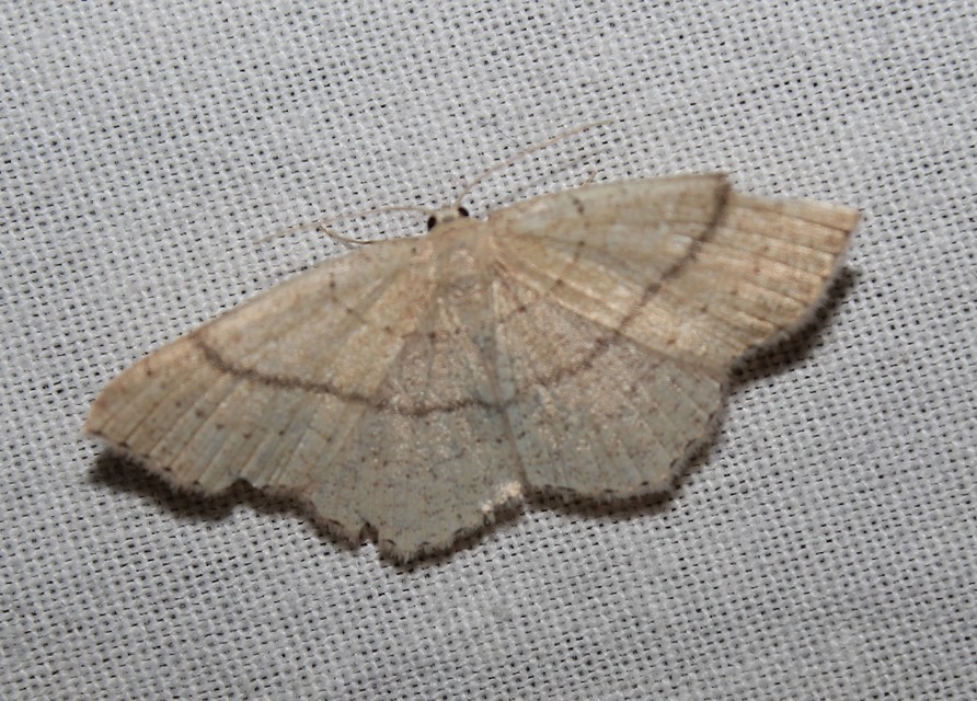 Cyclophora ruficiliaria - vörösrojtú pettyesaraszoló