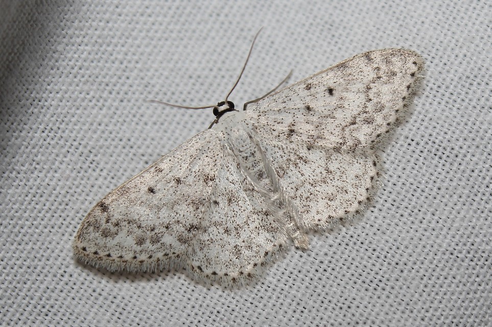 Scopula marginepunctata - pettyes sávosaraszoló