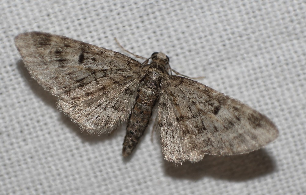 Eupithecia dodoneata - tölgy-törpearaszoló