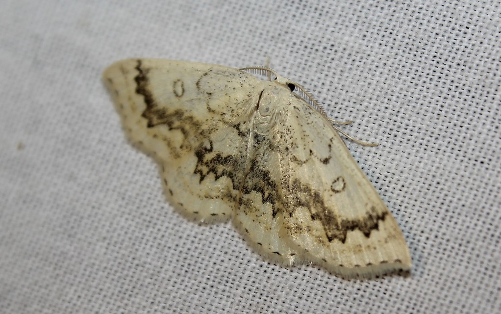 Cyclophora annularia - gyűrűs pettyesaraszoló