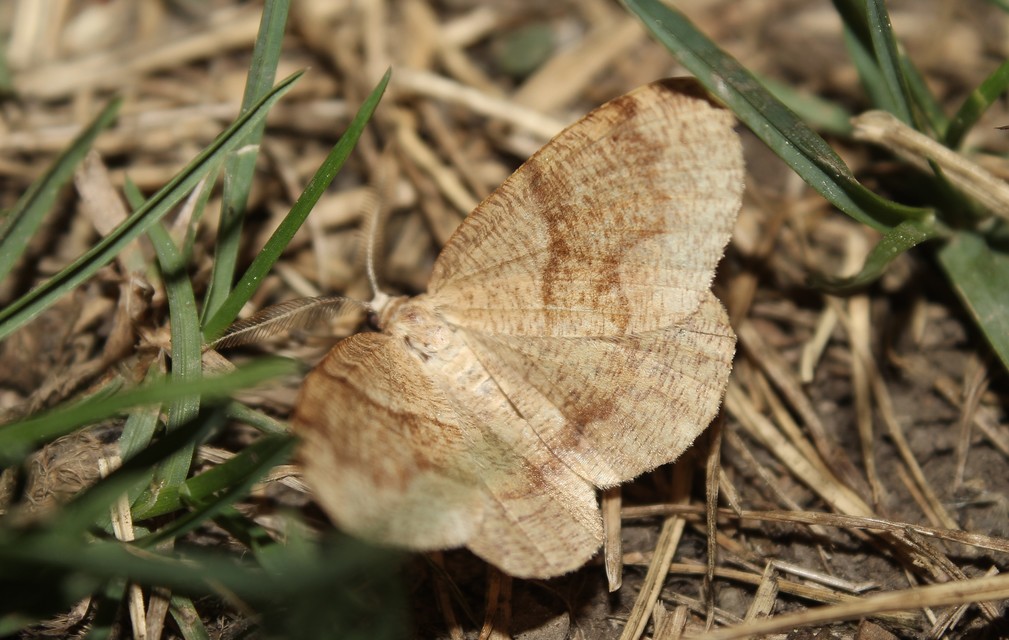 Plagodis pulveraria - szemcsés araszoló