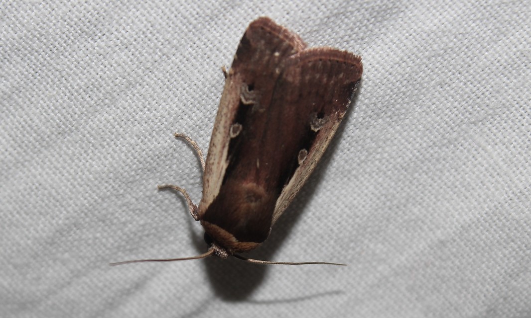 Ochropleura plecta - fehérszegélyű fűbagoly