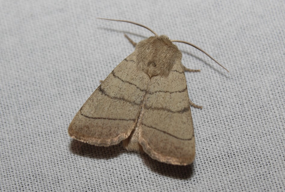 Charanyca trigrammica - háromsávos lombbagoly