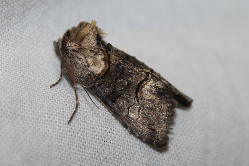 Abrostola asclepiadis - barnaövű csalánbagoly