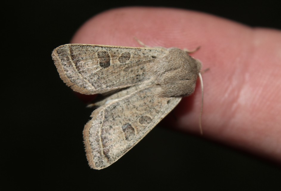 Orthosia gracilis - karcsú barkabagoly