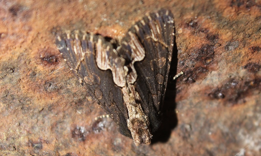Dypterygia scabriuscula - szurokbarna nyáribagoly