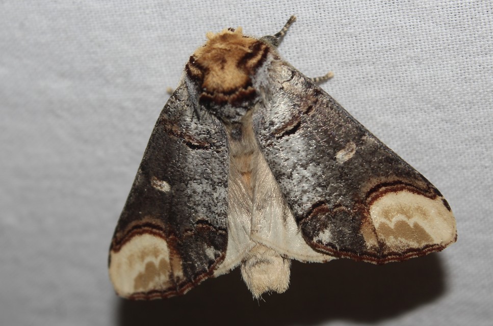 Phalera bucephala - sárgafoltos púposszövő