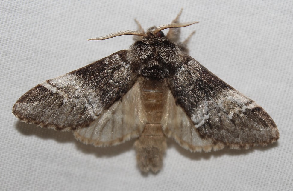 Drymonia dodonea - bélyeges púposszövő