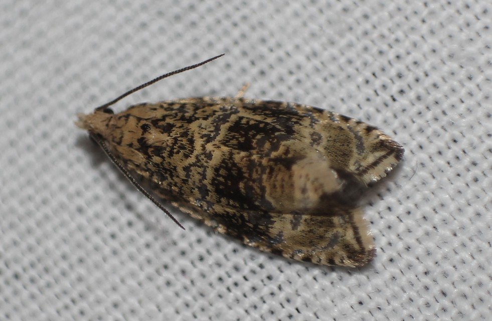 Celypha lacunana - vízparti tükrösmoly