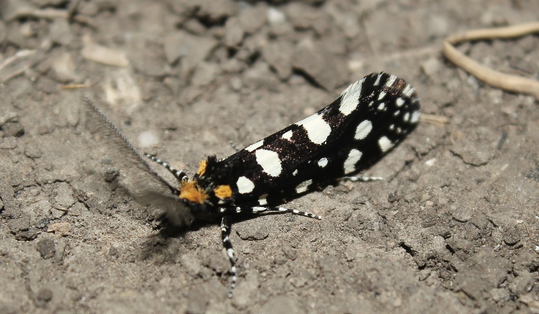 Euplocamus anthracinalis - fésűscsápú korhadékmoly