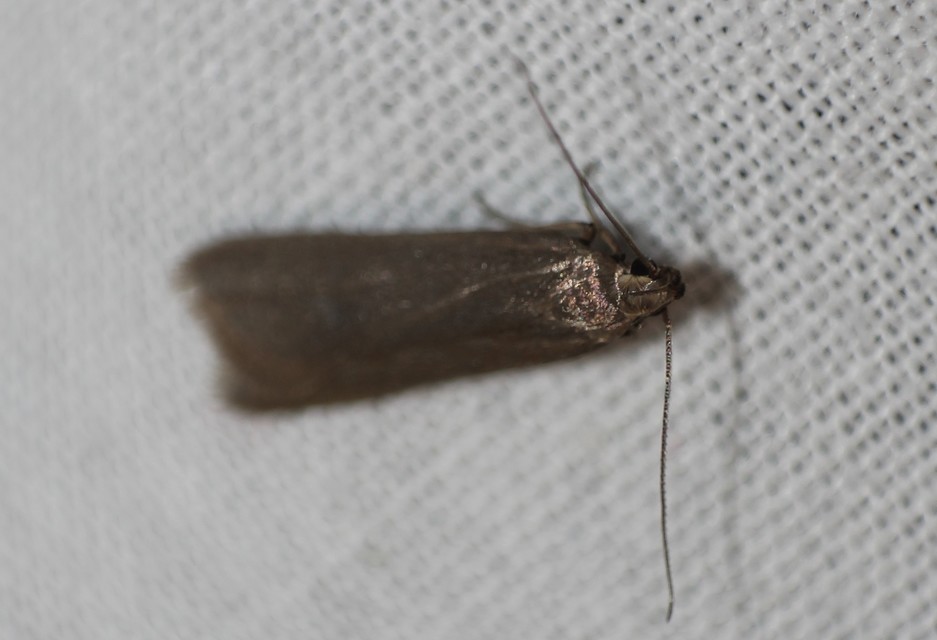 Acompsia cinerella - szürke sarlósmoly
