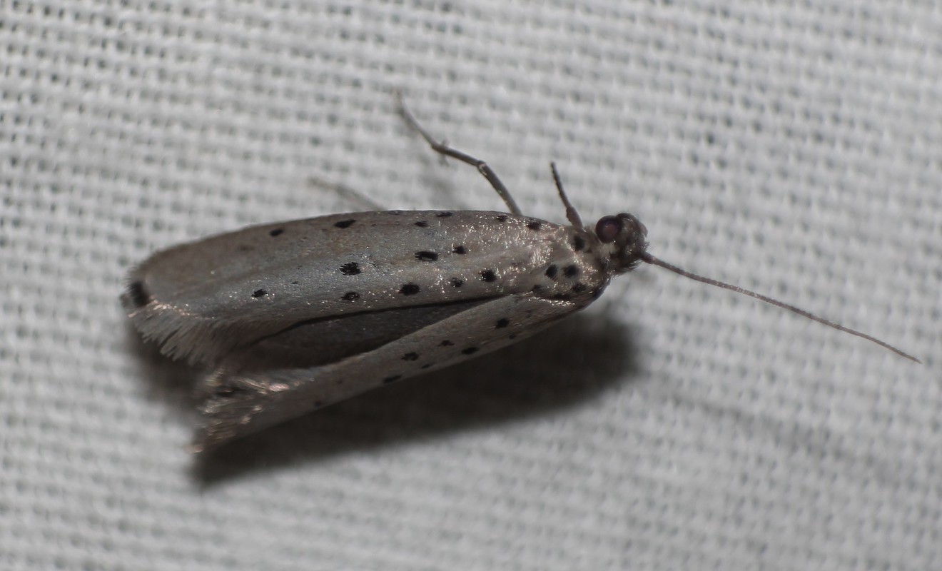 Yponomeuta sedella - húszpettyes pókhálósmoly