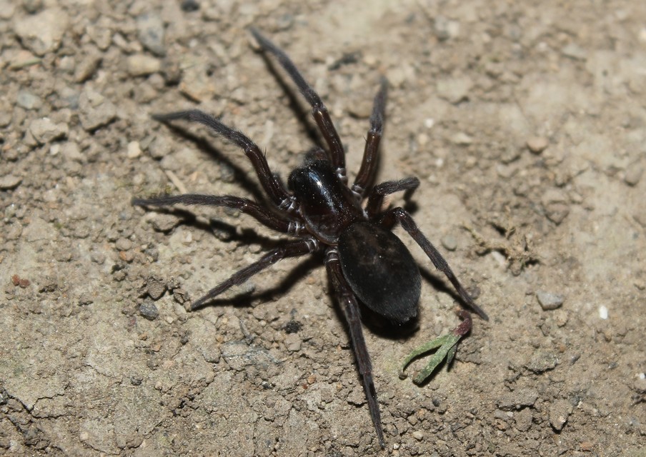 Amaurobius ferox - nagy eretnekpók