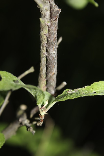 Allophyes oxyacanthae - galagonyabagoly