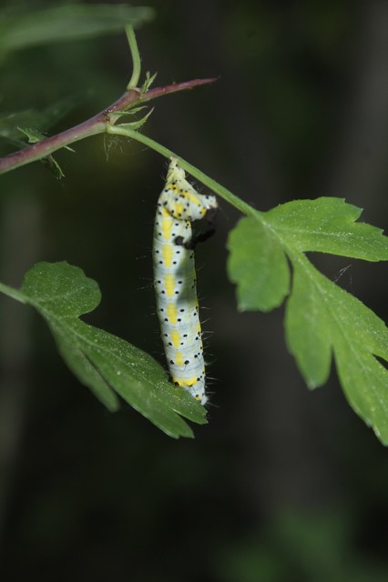 Diloba caeruleocephala - őszi kékesbagoly