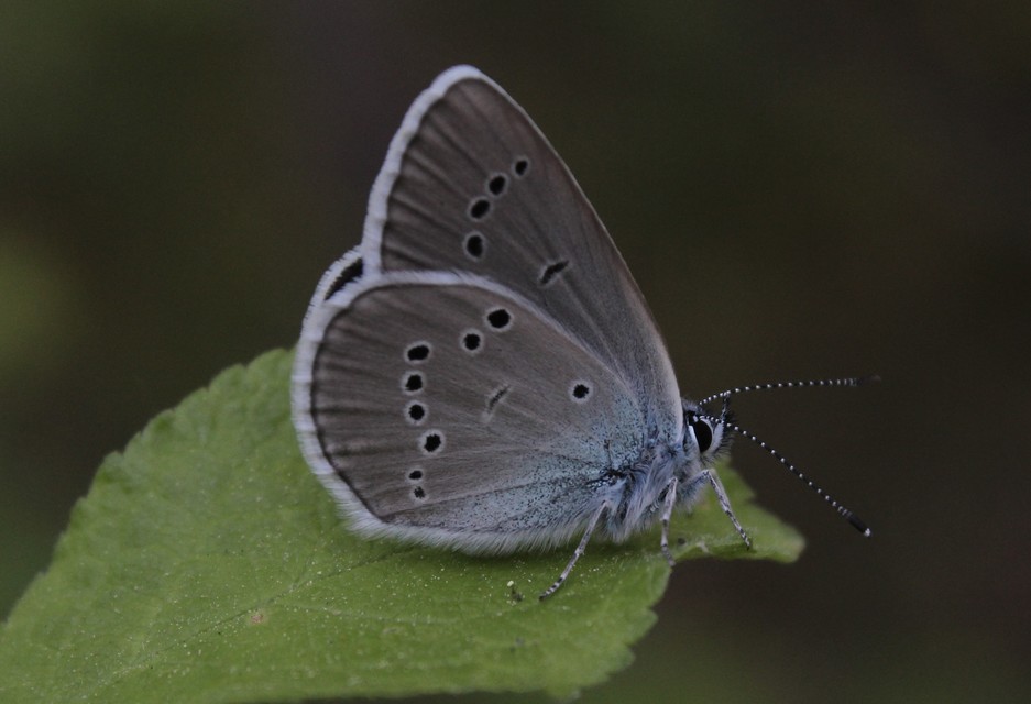 Cyaniris semiargus - aprószemes boglárka