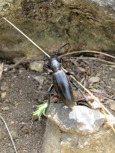 Dorcadion aethiops - fekete gyalogcincér