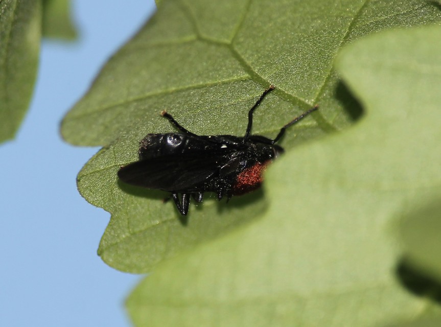 Clitellaria ephippium - tüskéshátú légy