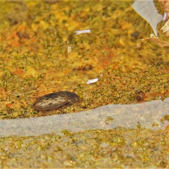 Helophorus