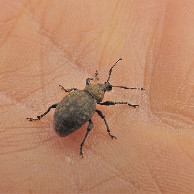 Otiorhynchus ligustici - vincellér-gyalogormányos
