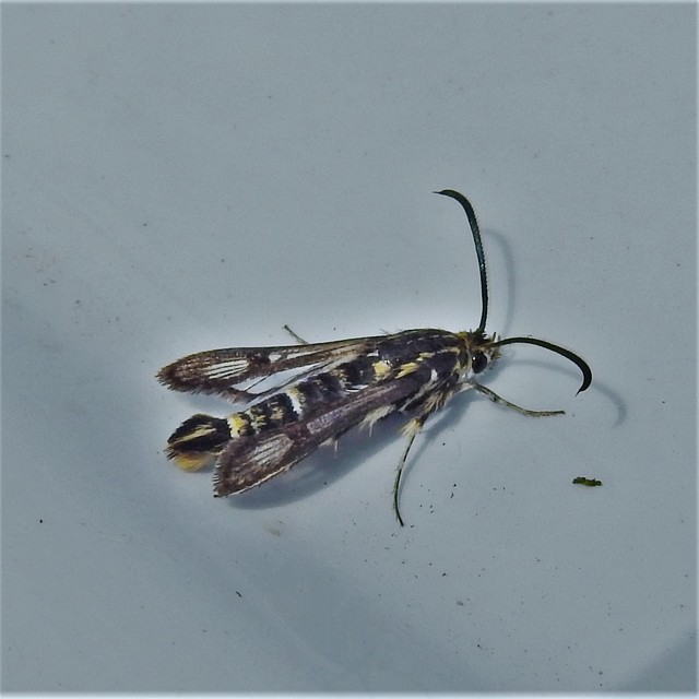 Sesiidae - szitkárfélék