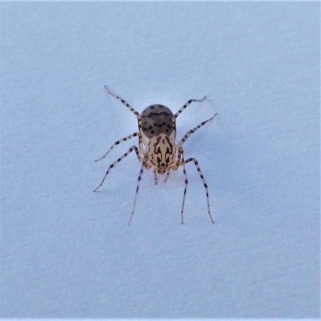 Scytodes thoracica - közönséges csupaszpók