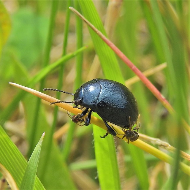 Chrysolina haemoptera - mezei levélbogár