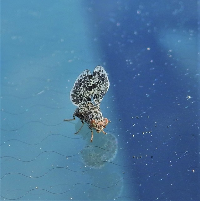 Callopistromyia annulipes - pávalégy