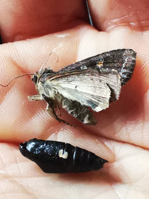 Lacanobia oleracea - saláta-kertibagoly
