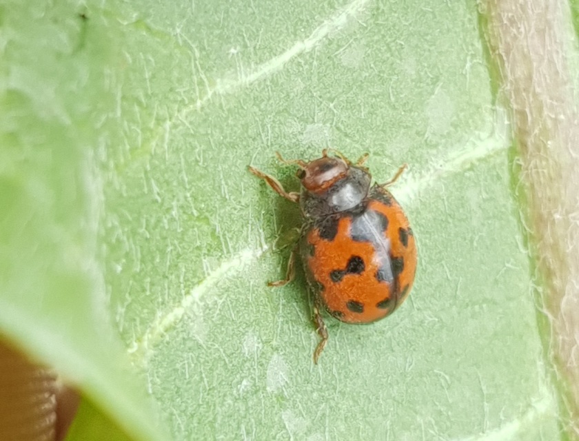 Subcoccinella vigintiquatuorpunctata - lucernaböde