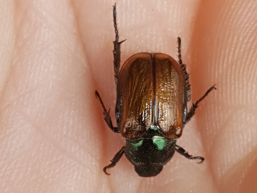 Phyllopertha horticola - kerti szipoly
