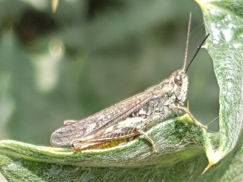 Chorthippus (Glyptobothrus) (subgenus)