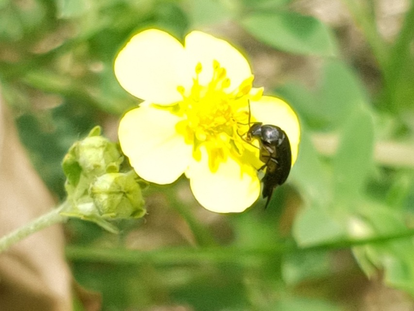 Mordellidae - marókafélék