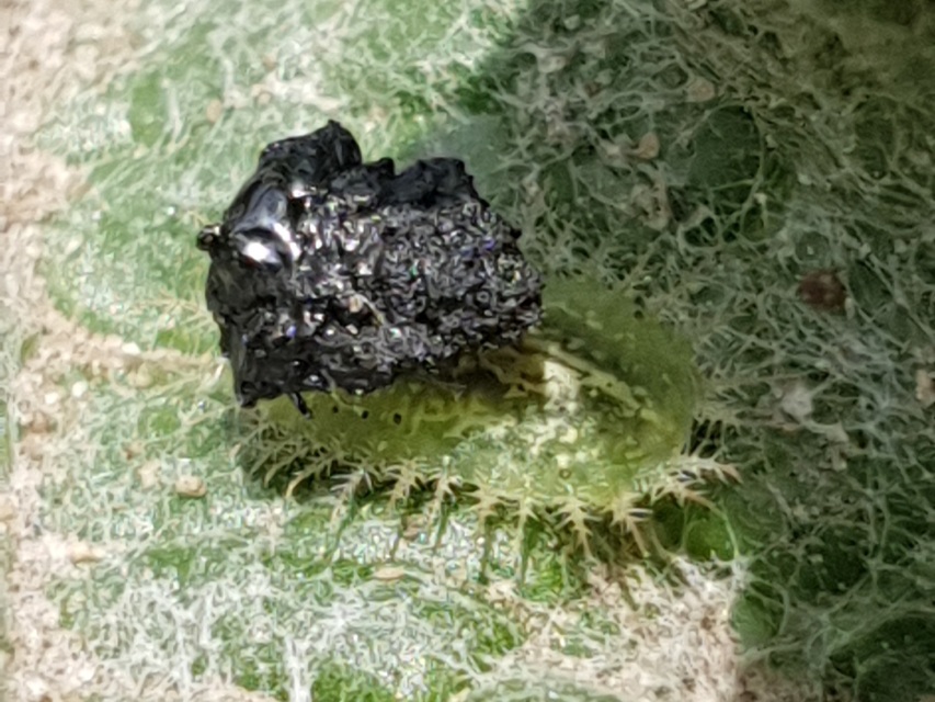 Cassida Cassida