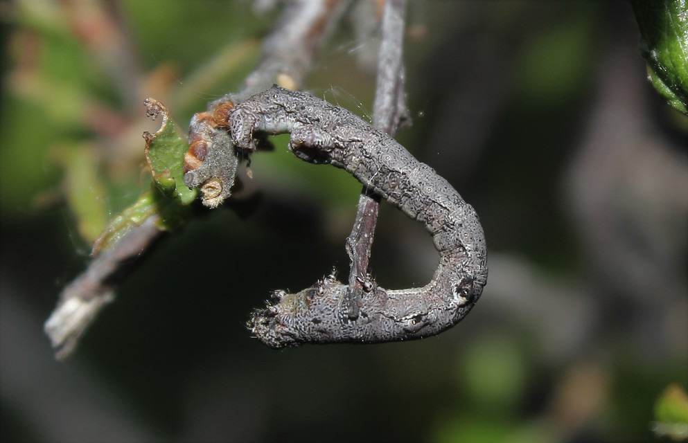 Agriopis bajaria - kökény-téliaraszoló