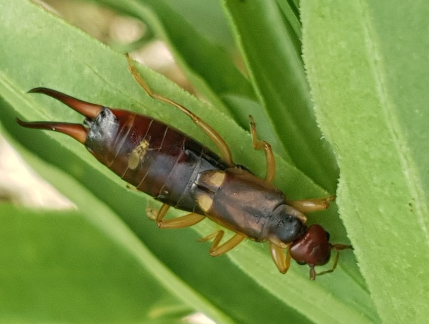Forficula auricularia - közönséges fülbemászó