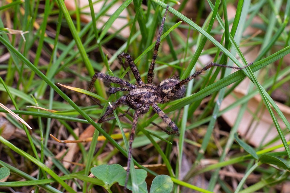 Tegenaria ferruginea - hegyi zugpók