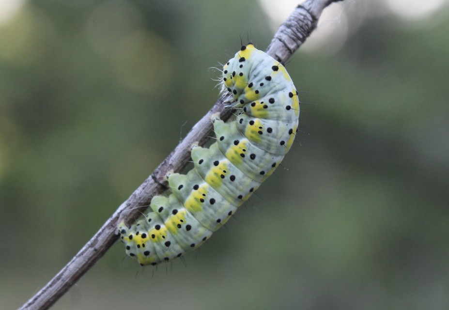 Diloba caeruleocephala - őszi kékesbagoly