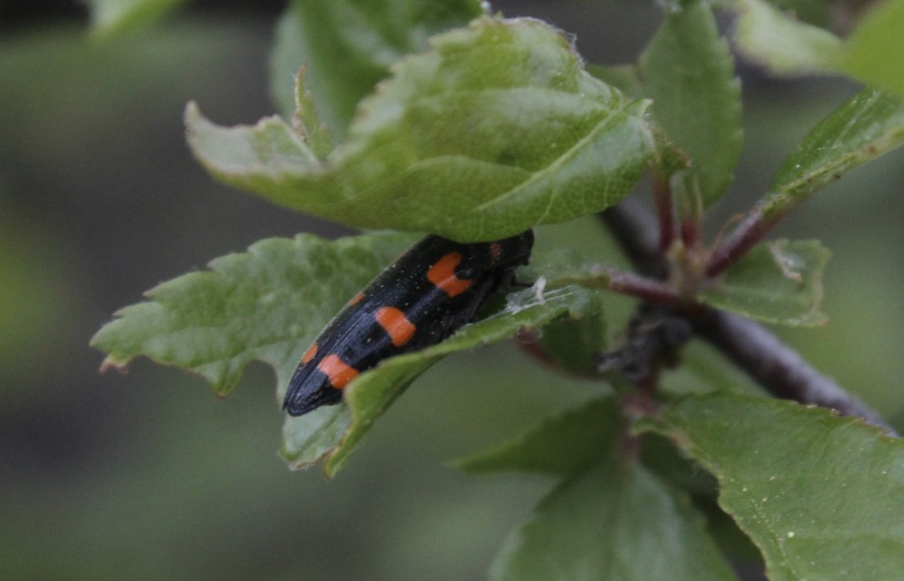 Ptosima undecimmaculata - sárgafoltos díszbogár