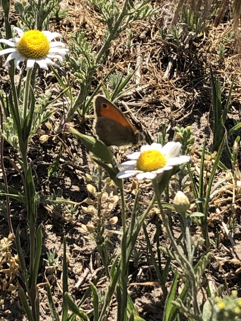 Coenonympha pamphilus - kis szénalepke