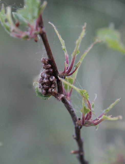 Saturnia pavoniella/pavonia