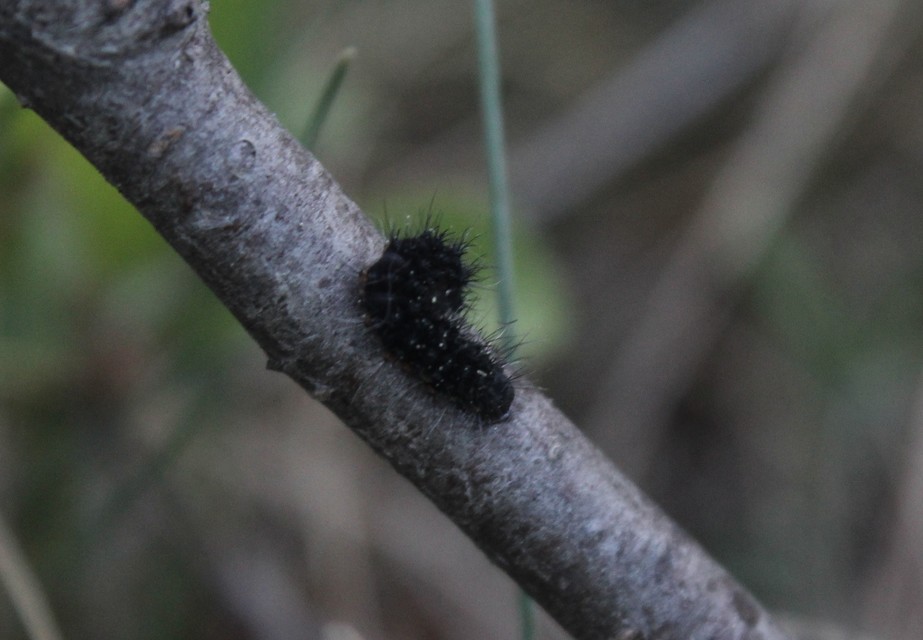 Saturnia pavoniella/pavonia