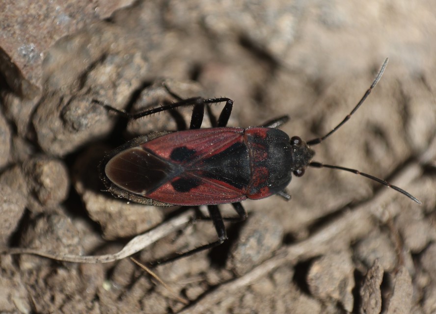 Rhyparochromus phoeniceus - gyepi díszesbodobács