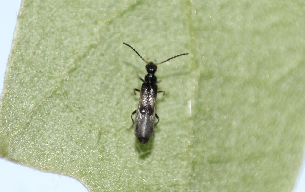 Malthinus
